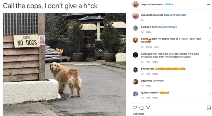 dog account Instagram theme