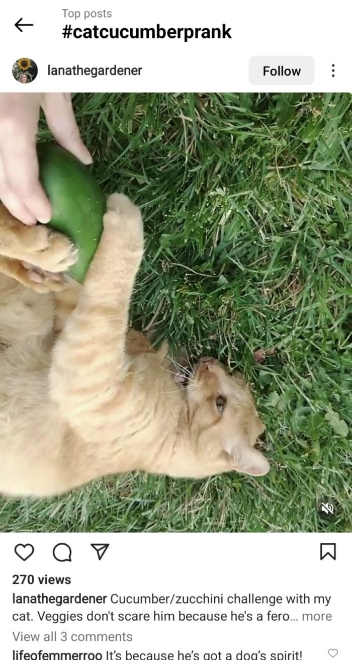instagram screenshot cat cucumber prank challenge