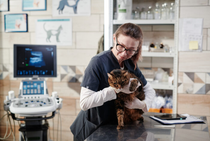 a vet is examining a cat in a veterinary clinic