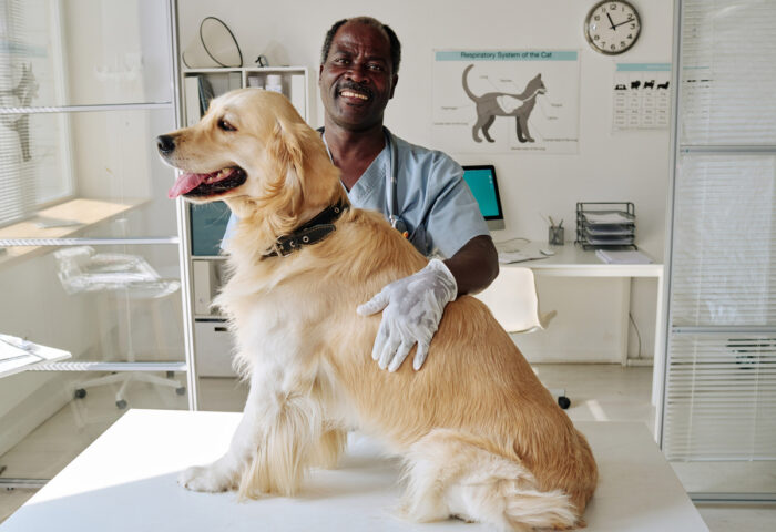 a vet examining a golden retriever in the veterinary office